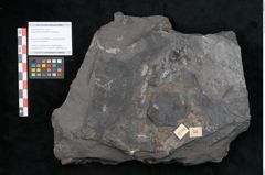 Foto (Objekt + Etikett) von Noeggerathia palmaeformis Goeppert (NHMW-GEO-2024-0188-10734)